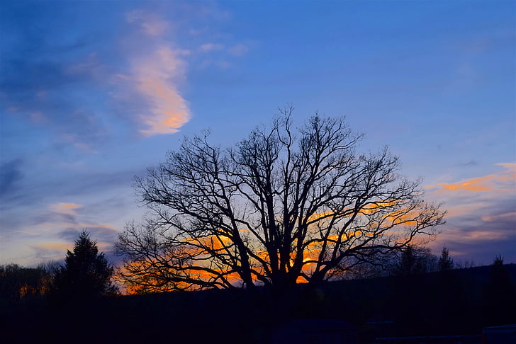 árbol, silueta, puesta de sol, Color, naranja, cielo, naturaleza
