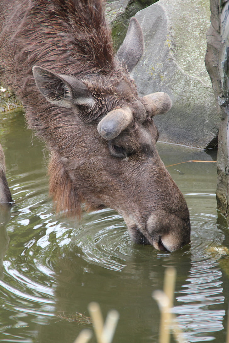 moose, drink, water, zoo, nature