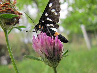 나비, 꽃, 보라색, 자연, 순전히, 매크로, 날개