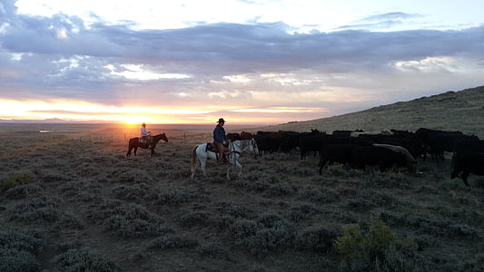 kvæg, etårige, stude, sort, Angus, Cowboys, hest