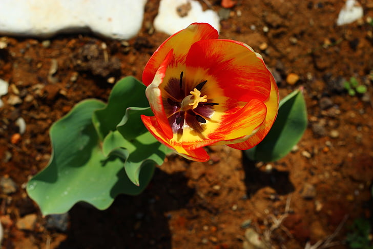 tulipán, virág, Konya, természet, növény, szirom, levél