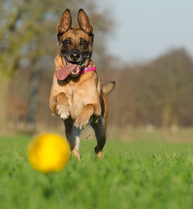 Malinois con bola, perro belga del pastor, adicto a la pelota, verano