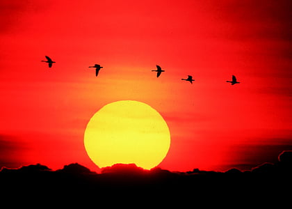 geese, flying, sunset, orange, sun, yellow, wildlife