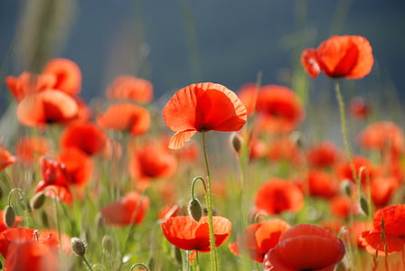 Poppy, bunga opium, bunga, merah, alam, bunga, musim panas