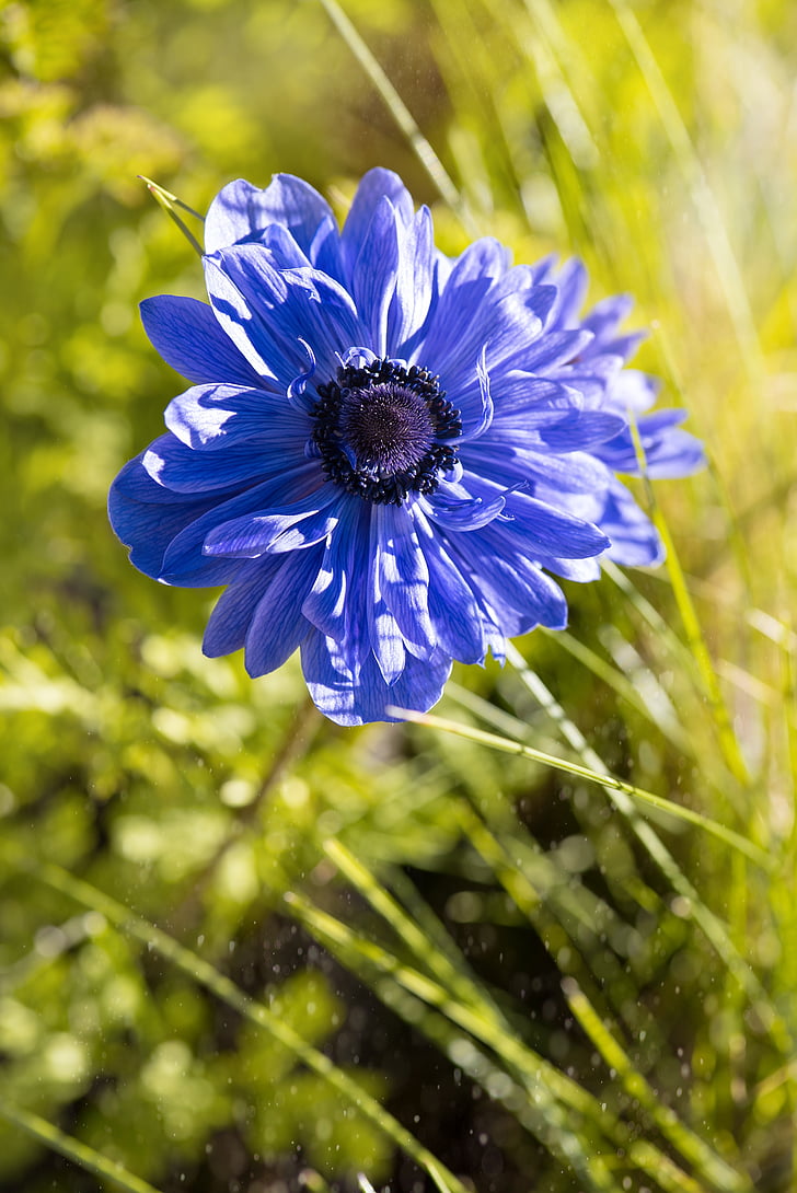 Anemone de, blau, Blau Mar, flor, flor, flor blava, pètals