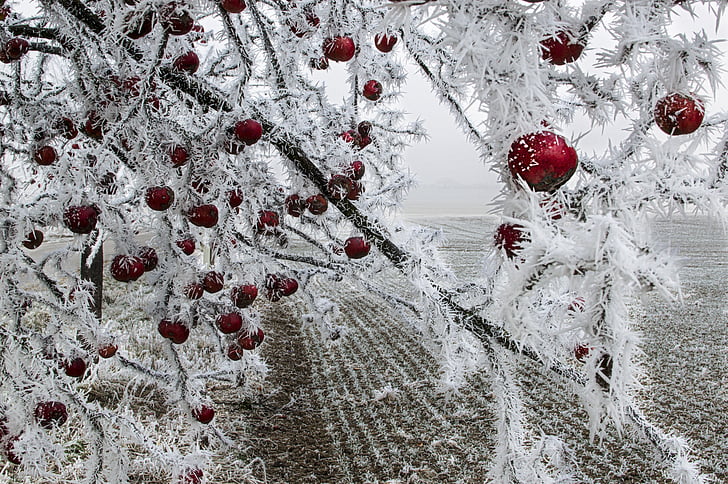 jabolko, zamrznjeni, na drevesu, pozimi, božič, sneg, rdeča