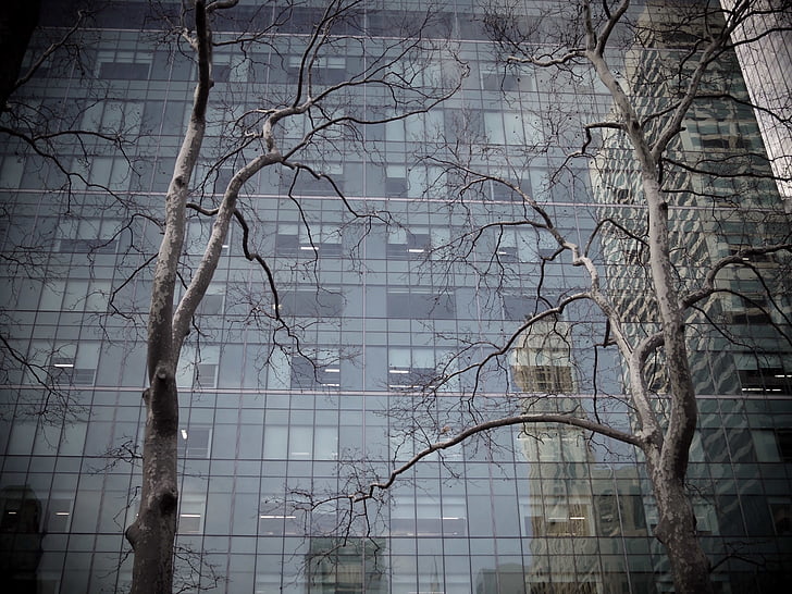 boom, gebouw, wolkenkrabber, reflectie, Urban forest, stedelijke, stad