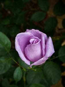 Rosa, flor, porpra, flor, jardí, romàntic, Jardineria