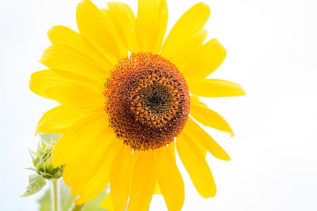 Sun flower, Helianthus annuus, květ, Bloom, Zavřít, makro, Slunečnice