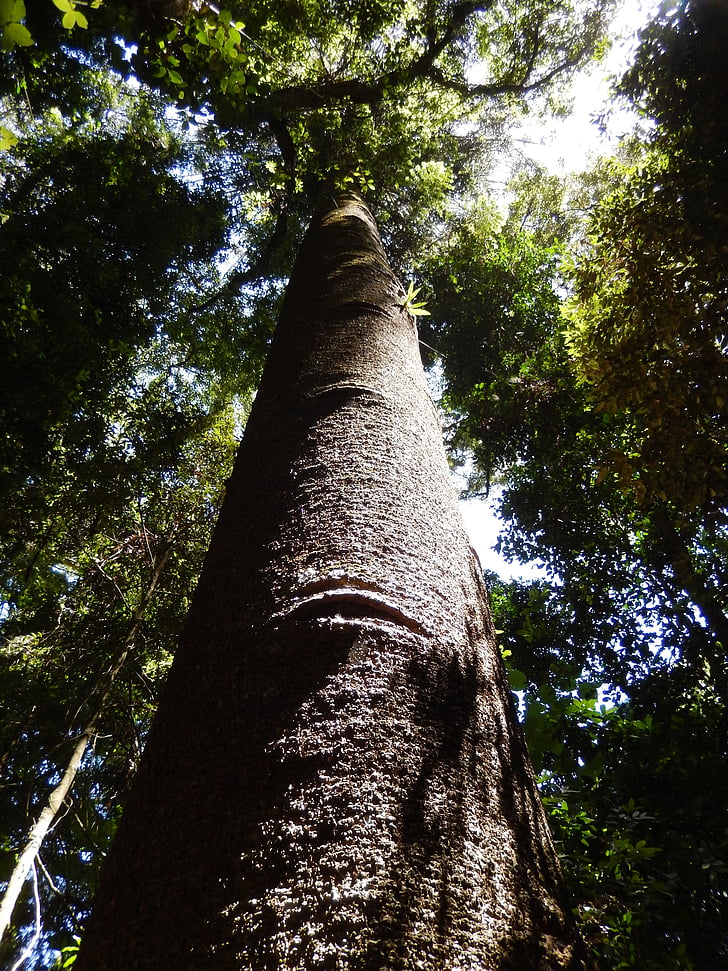 lasu, drzewo, Rainforest, środowisko