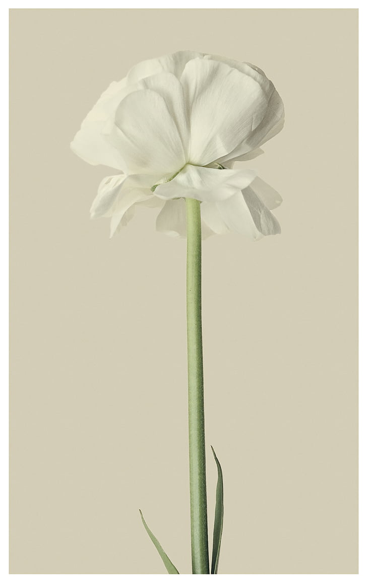 ranunculus, white, flower, blossom, bloom
