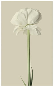 Ranunculus, valkoinen, kukka, Blossom, Bloom