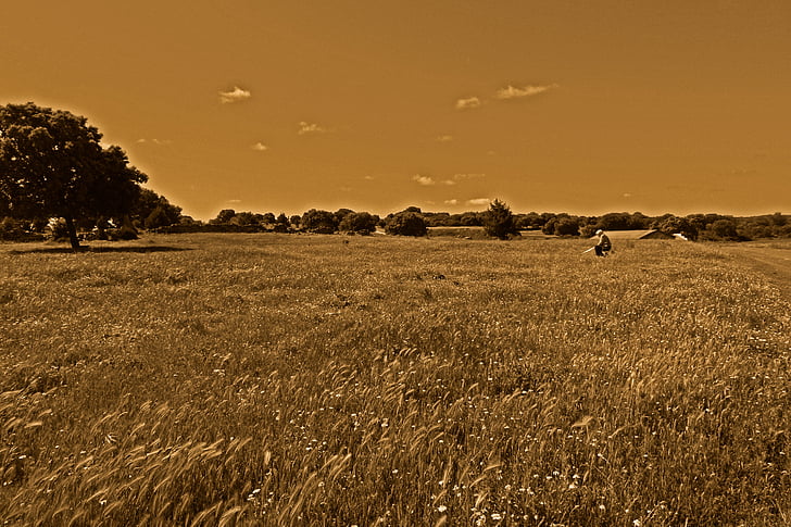 polja, pšenice, Soledad