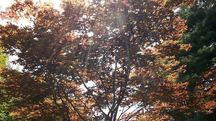 érable du Japon, érable, nature, Forest, arbres, branches