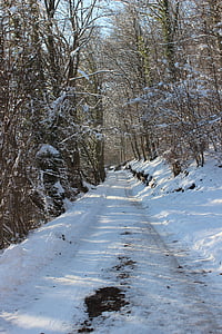 lane, snow, winter, wintry, winter forest, nature