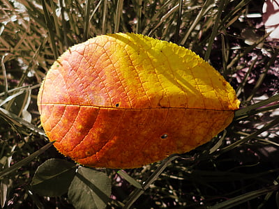 naturaleza, amarillo, naranja, hoja de, otoño