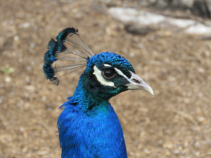 peacock, peafowl, bird, blue, head, colorful, vibrant