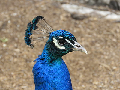Peacock, peafowl, lintu, sininen, pää, värikäs, elinvoimainen