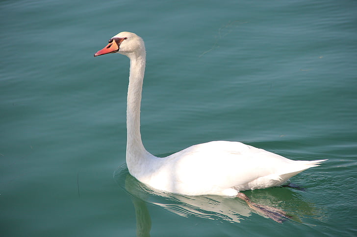 Swan, fauna, vann fugl