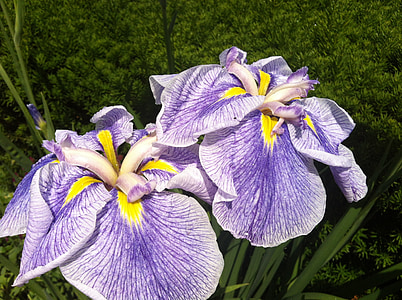 Iris, blomma, lila, Blossom, sommar, kronblad, trädgård