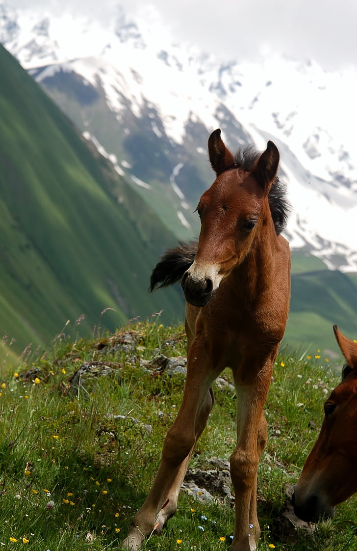Georgia, Kavkaz, con cái, ngựa, động vật, Thiên nhiên, dãy núi