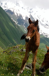 Géorgie, Caucase, progéniture, le cheval, animal, nature, montagnes