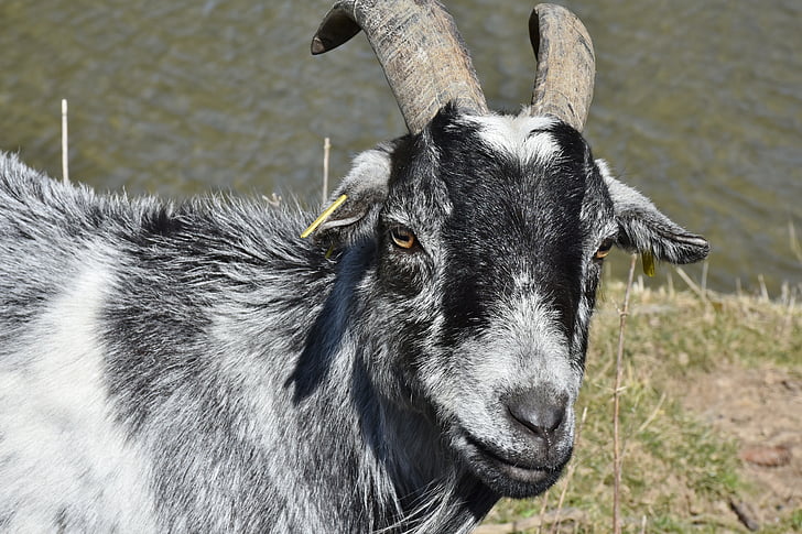 capră, Bock, coarne, efectivele de animale, capră, cap de capră, capră buck