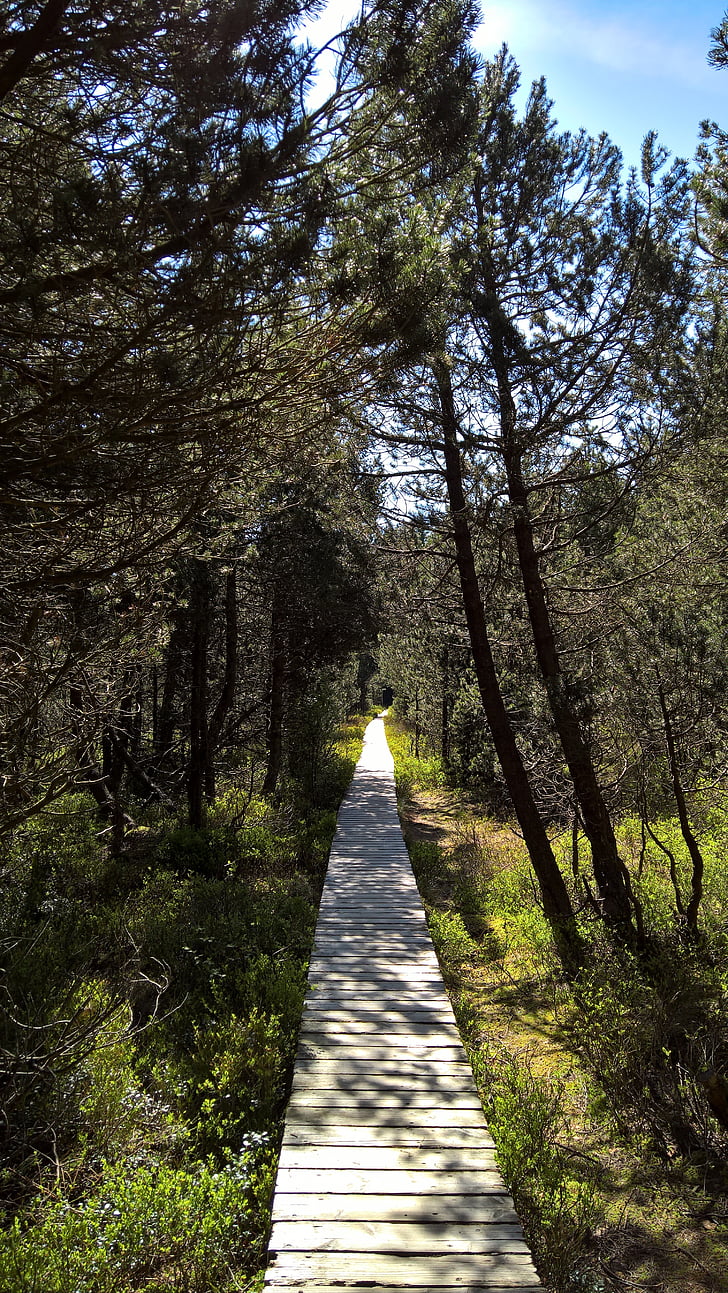 Moor, unna, fotturer, retning, Boardwalk, naturreservat, Schwarzwald