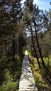 Moor, pryč, pěší turistika, směr, Boardwalk, přírodní rezervace, Černý les