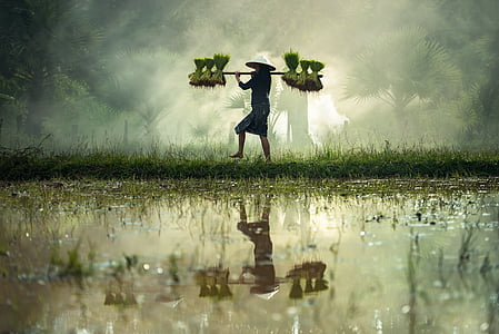 mascota, Golf, con el crecimiento, la cosecha, esperanza, Myanmar Birmania, corteza de arroz
