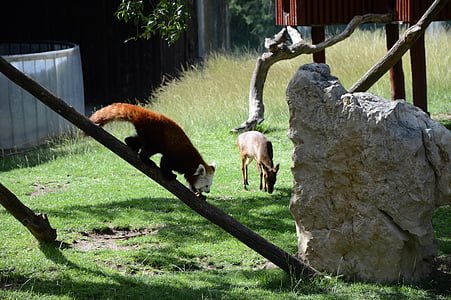 Fox, Pomerania, Parque zoológico, naturaleza, Madrid, animales, animal