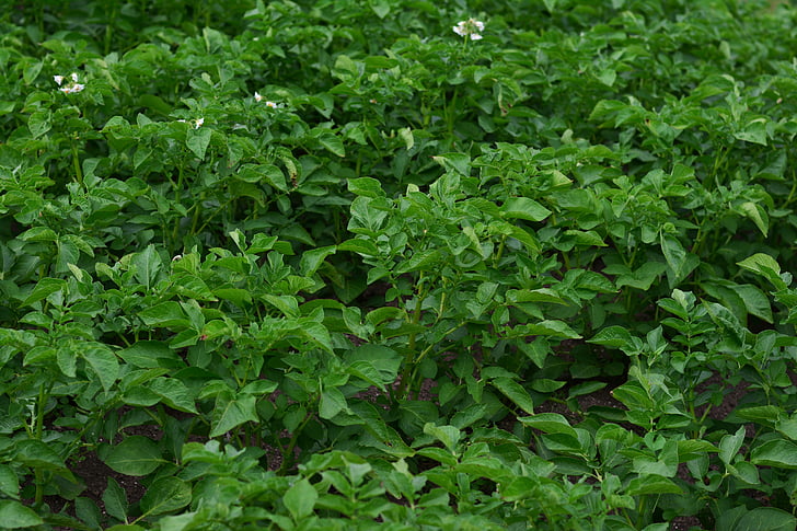 potato plant, potato shrubs, crop, potatoes, green, garden, vegetable growing