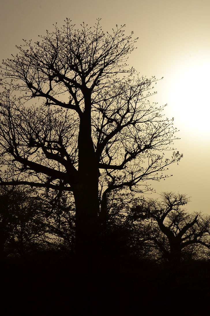 arbre, silhouette, branches, nues