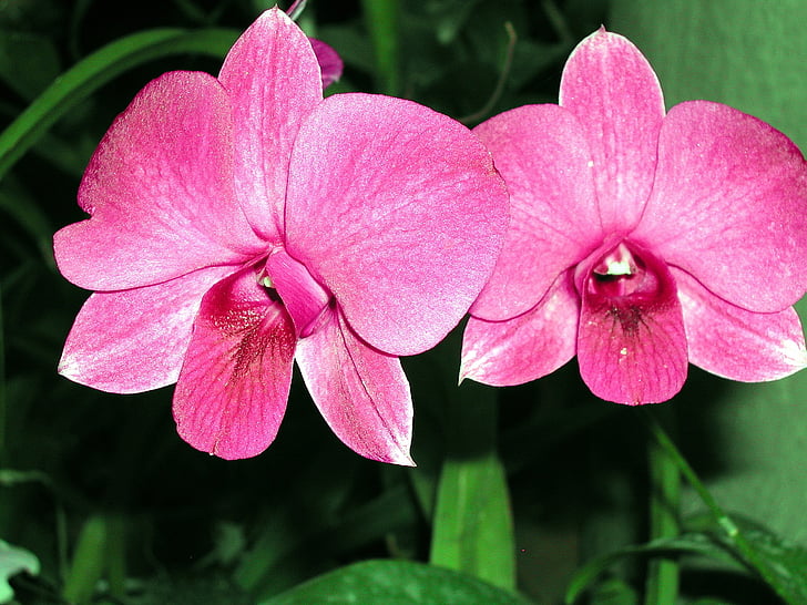 Sri lanka, orquídies, hivernacle, flors