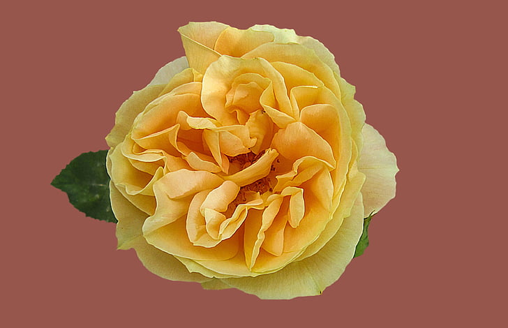 stieg, Rosengarten, Blume, gelbe rose, Rosenblüte, in der Nähe, edle rose Candle-Light