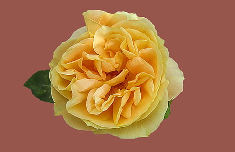 Rose, Rožni vrt, cvet, rumena vrtnica, vrtnice cvet, blizu, plemenito rose ob svečah