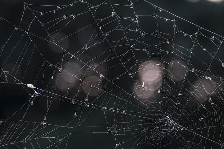 Web, august, spinn, natur, feil, edderkoppnett, ødeleggelse