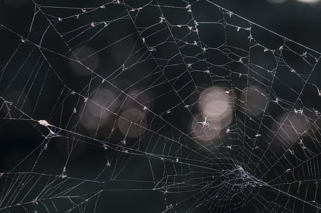 webben, augusti, Spin, naturen, bugg, spindelnät, förstörelse