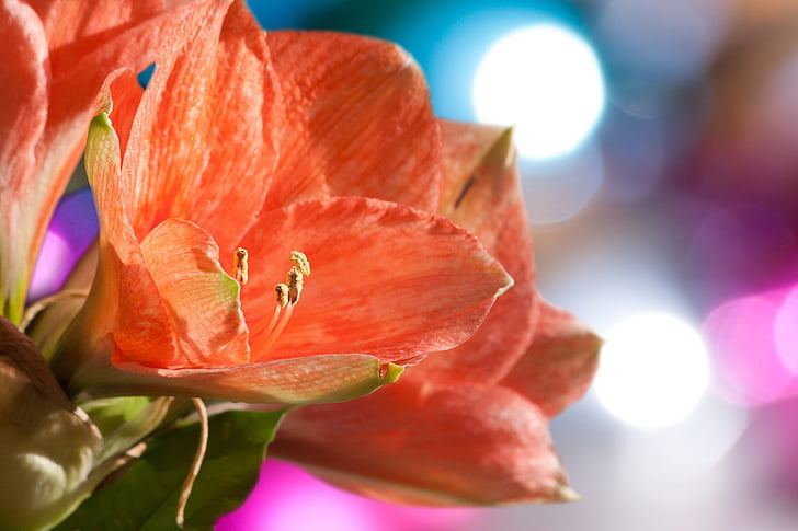 Amaryllis, Salmón rosado, flor, floración, flor, planta, Botánica