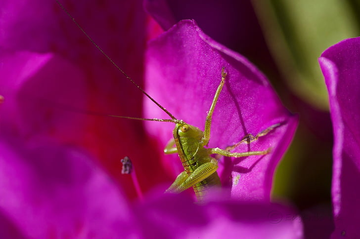 grasshopper, green grasshopper, insect, orchard, macro, nature, animal