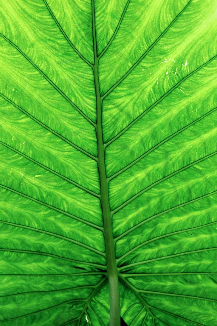 leaves, green, leaf, large, plant, green leaf, sheet drawing