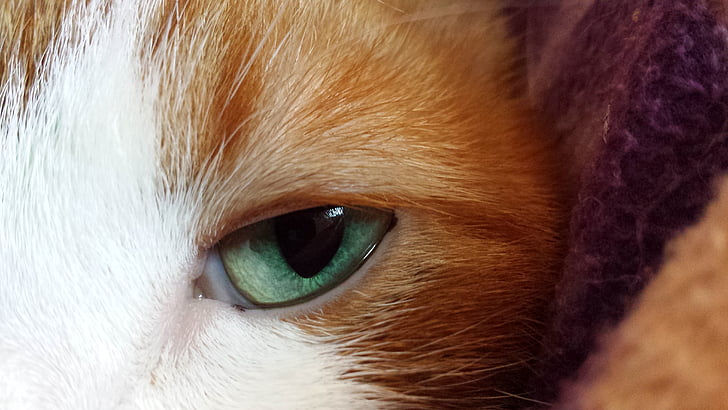 kucing, mata, hijau, bulu, hewan