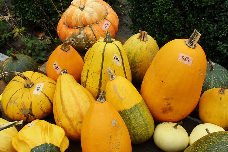 bí ngô, Gourd, mùa thu