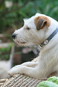 gato perro russel, perro, canino, mascota, Blanco, Parsons de gato russell, oído
