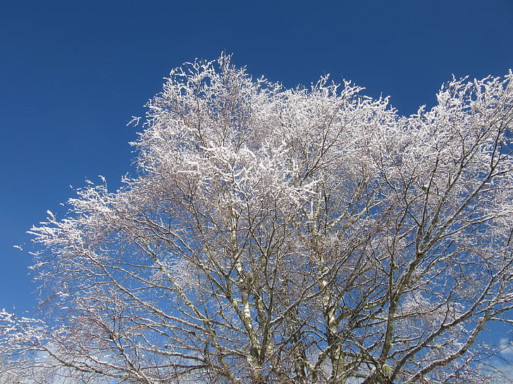 birch branches, new zealand, winter magic, frost, cold, nature, plant