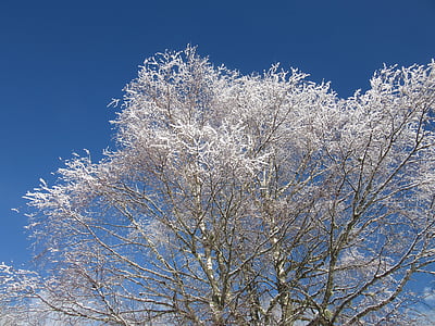 birch branches, new zealand, winter magic, frost, cold, nature, plant