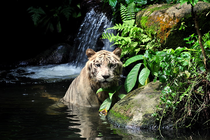 Тигър, бяло, диви, Хищникът, котешки, Зоологическа градина, силна