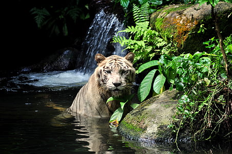 con hổ, trắng, hoang dã, động vật ăn thịt, mèo, sở thú, mạnh mẽ