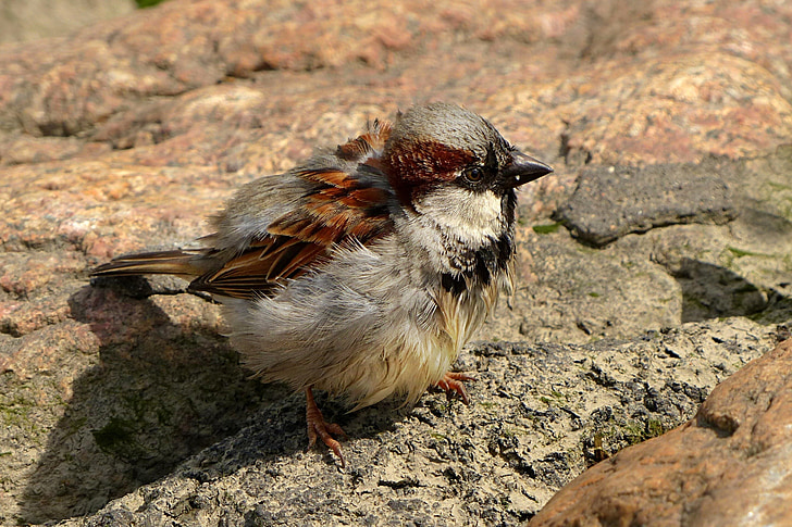 bird, sparrow, young, foraging