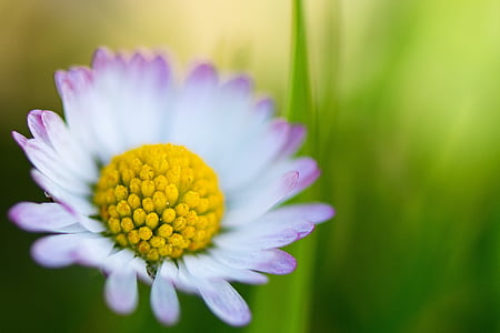Daisy, Małgorzata, margaretenblume, kwiat, biały, wiosna, makro